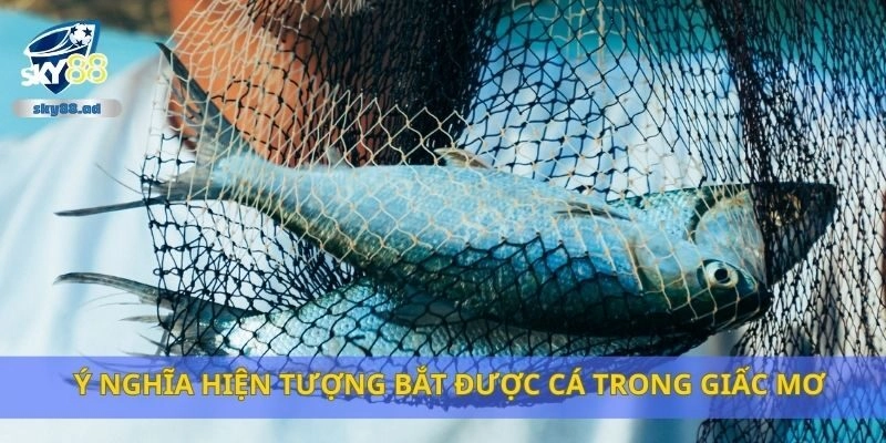 Ý nghĩa hiện tượng bắt được cá trong giấc mơ