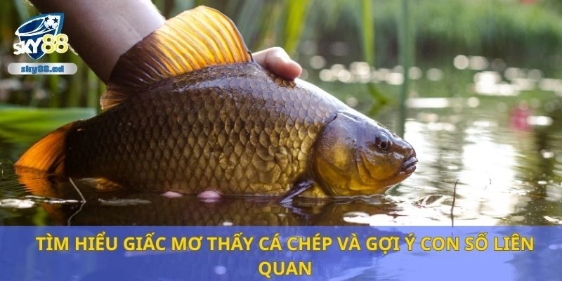 Tìm hiểu giấc mơ thấy cá chép và gợi ý con số liên quan