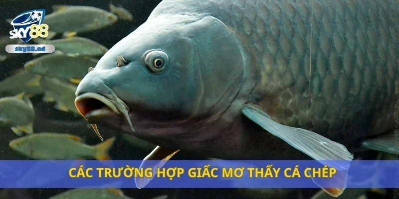 Các trường hợp giấc mơ thấy cá chép