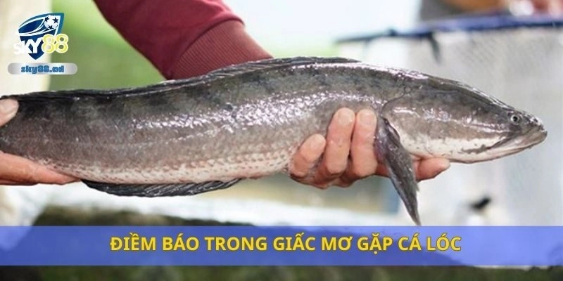 Điềm báo trong giấc mơ gặp cá lóc
