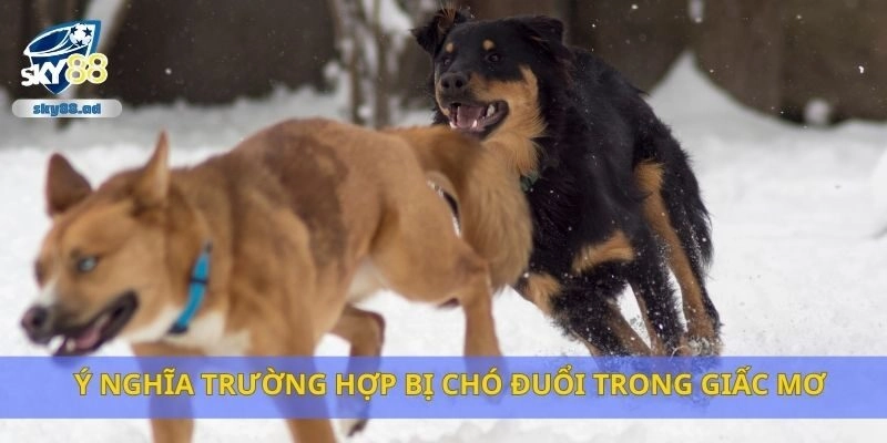Ý nghĩa trường hợp bị chó đuổi trong giấc mơ