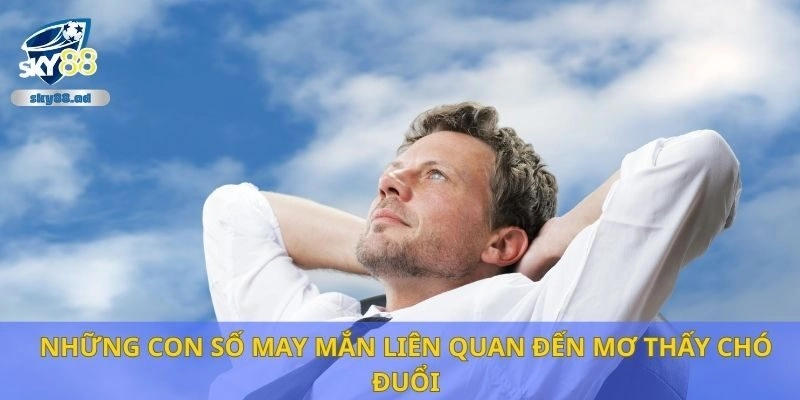 Những con số may mắn liên quan đến mơ thấy chó đuổi