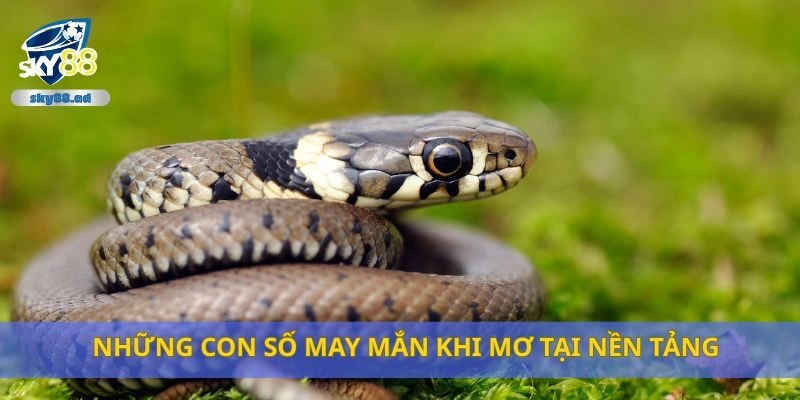 Những con số may mắn khi mơ tại nền tảng